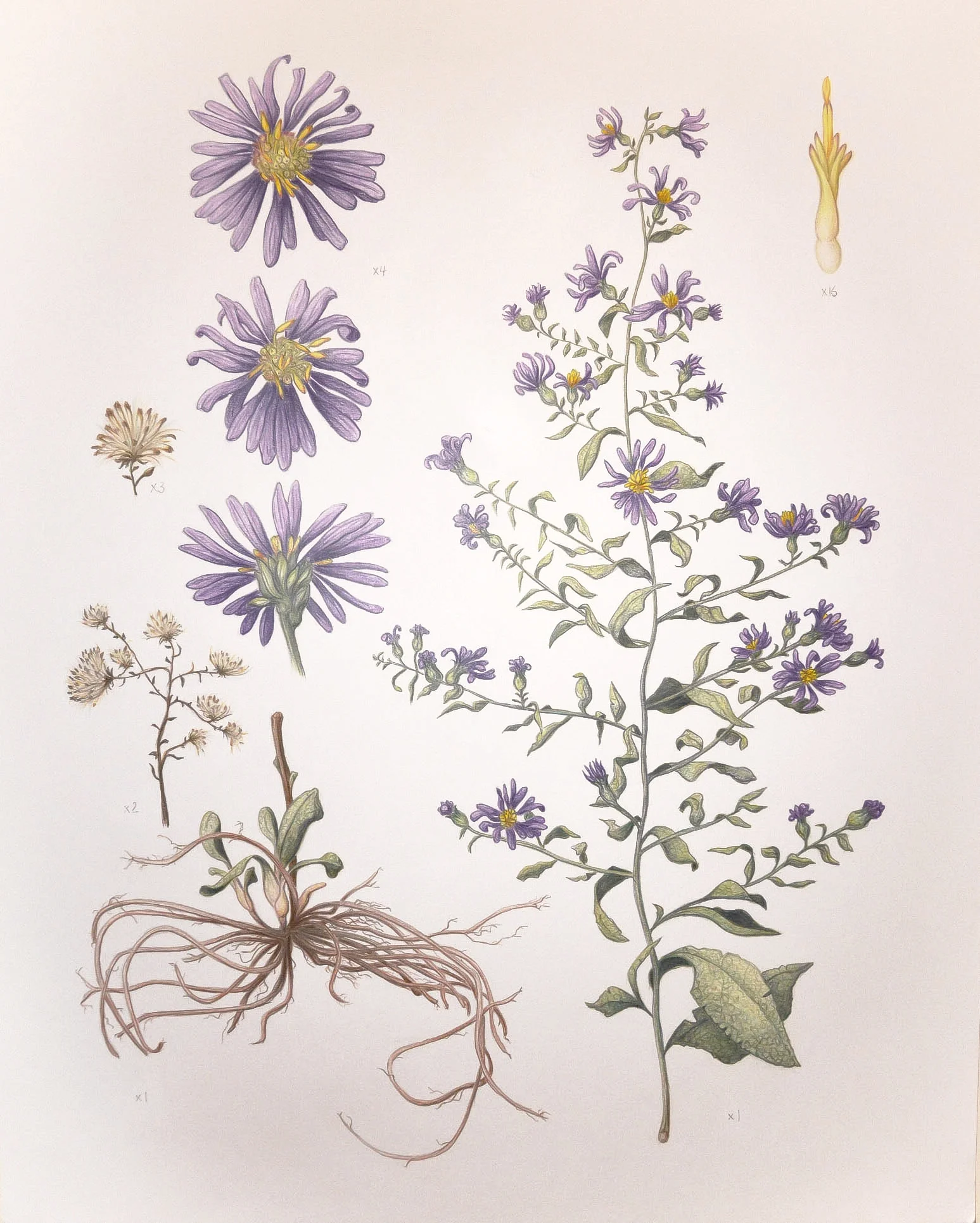 asters jan 26.jpg