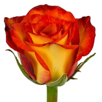 Bicolor Rose
