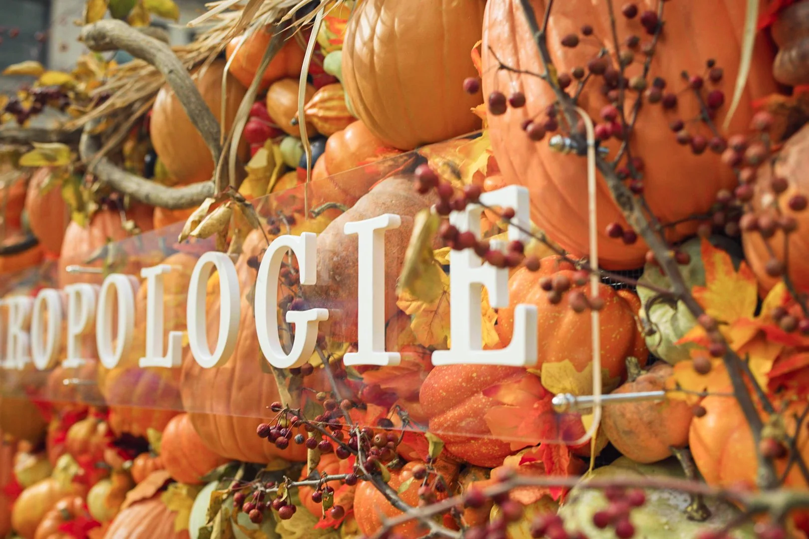 Anthropologie-15.jpg