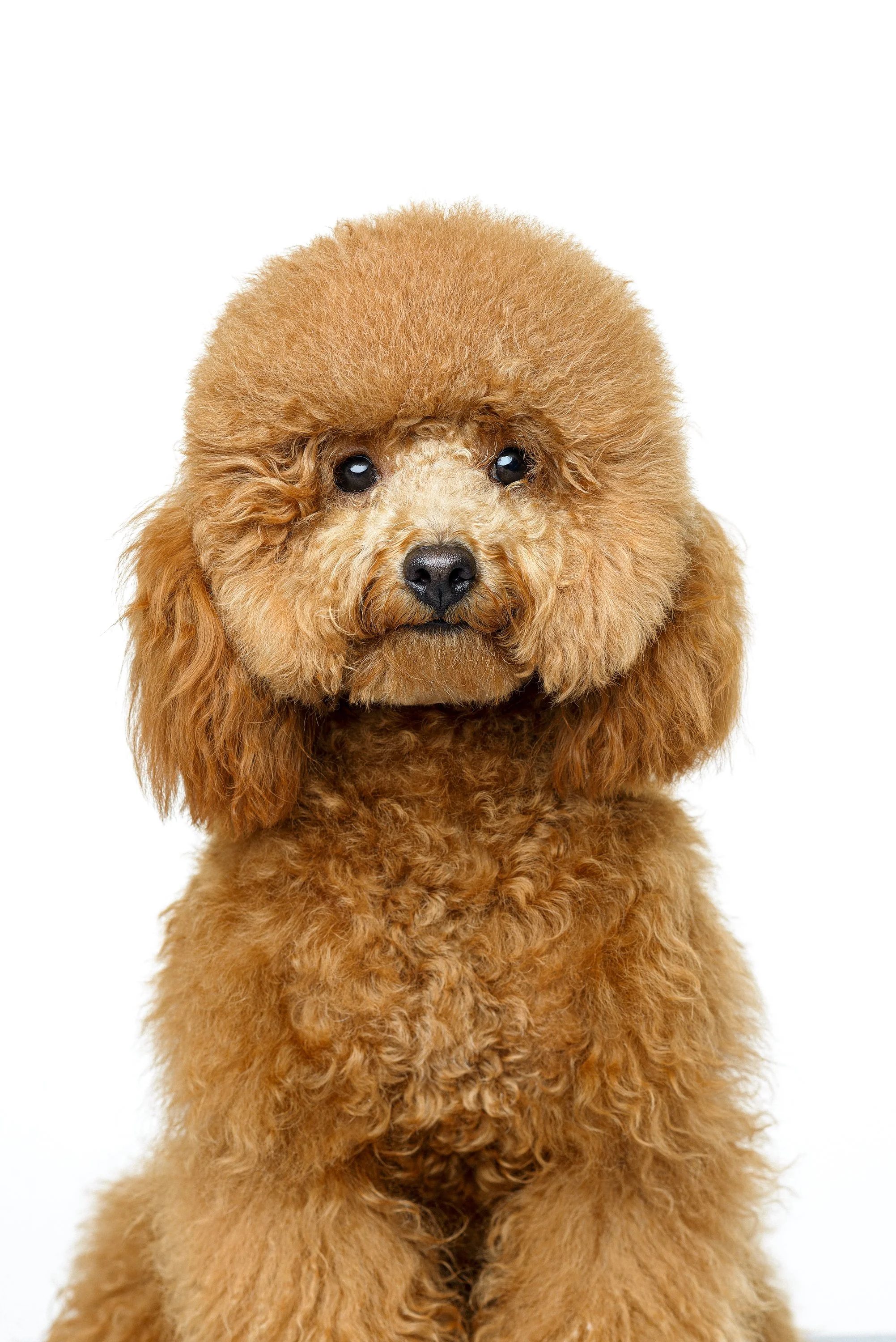 Perro poodle de pelaje rizado y color marrón claro, mirando hacia adelante contra fondo blanco.