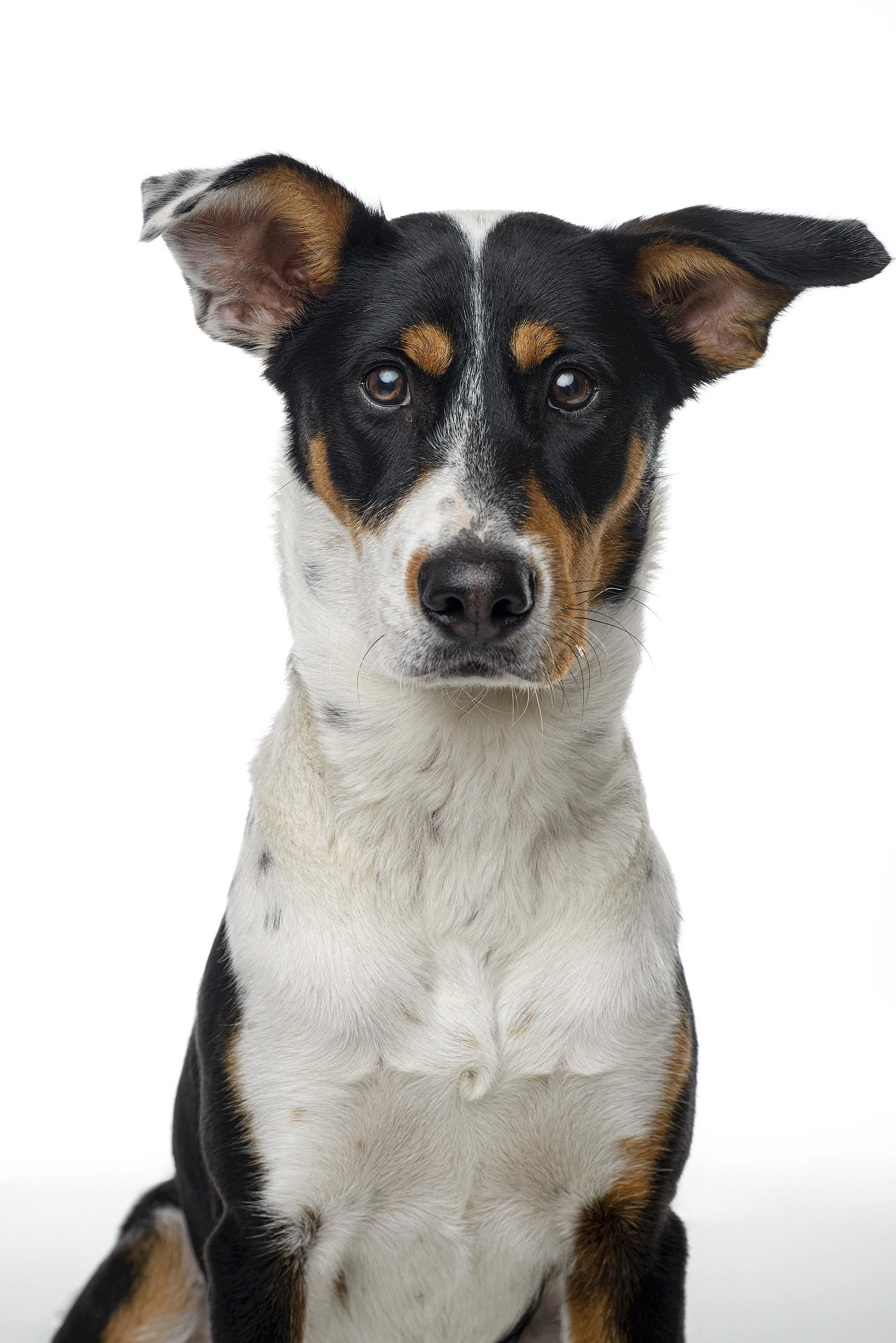 Perro de raza pastor alemán con ojos oscuros y orejas erguidas, mirando al frente, con fondo blanco.