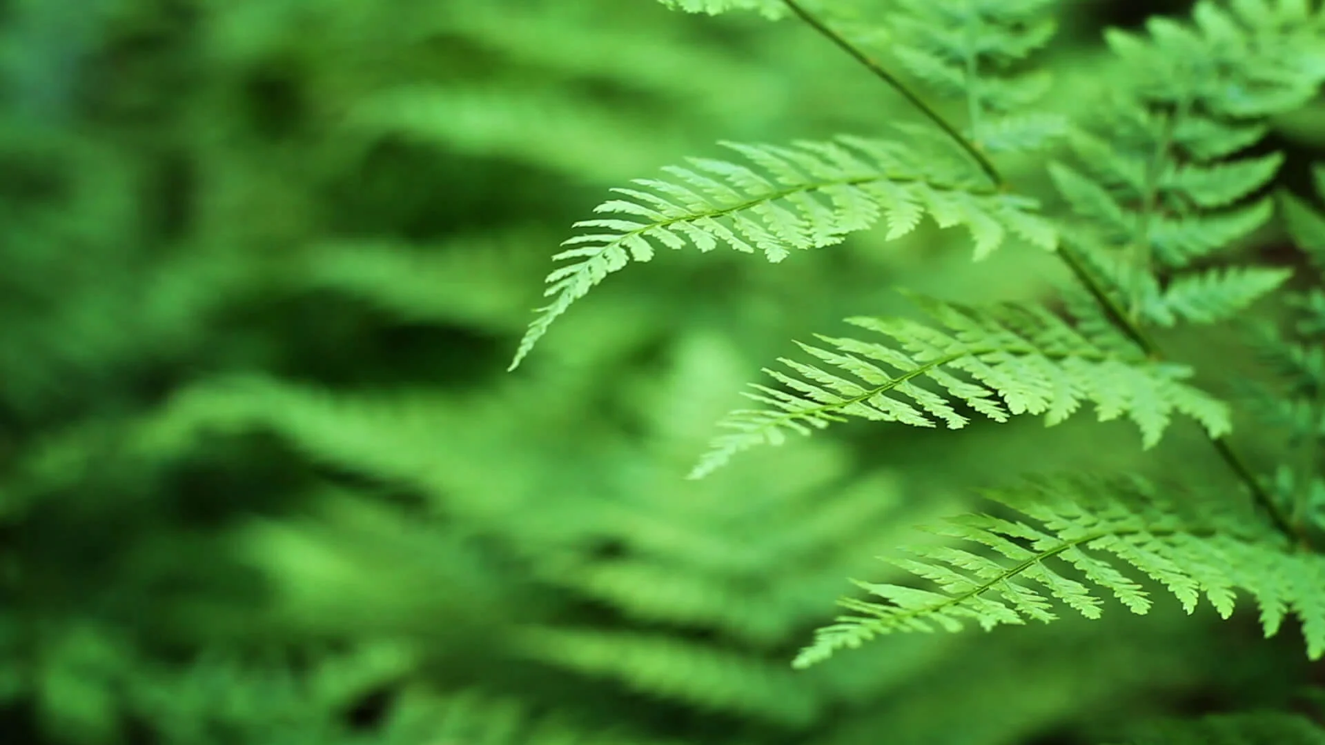 Fern HD Image.jpg