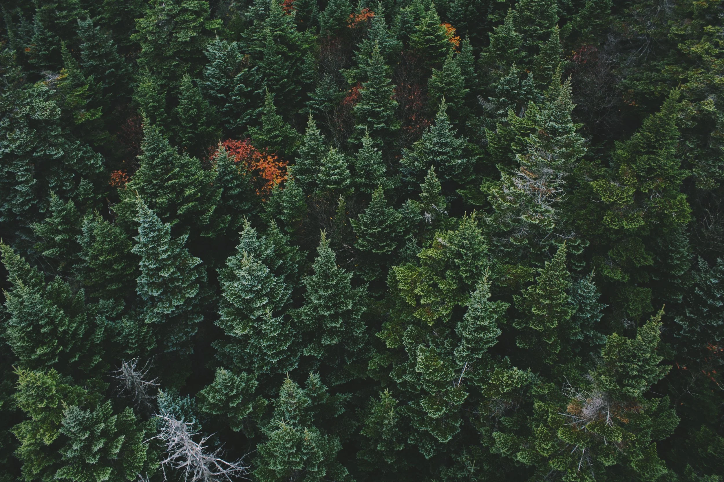 pexels-photo-217028.jpeg