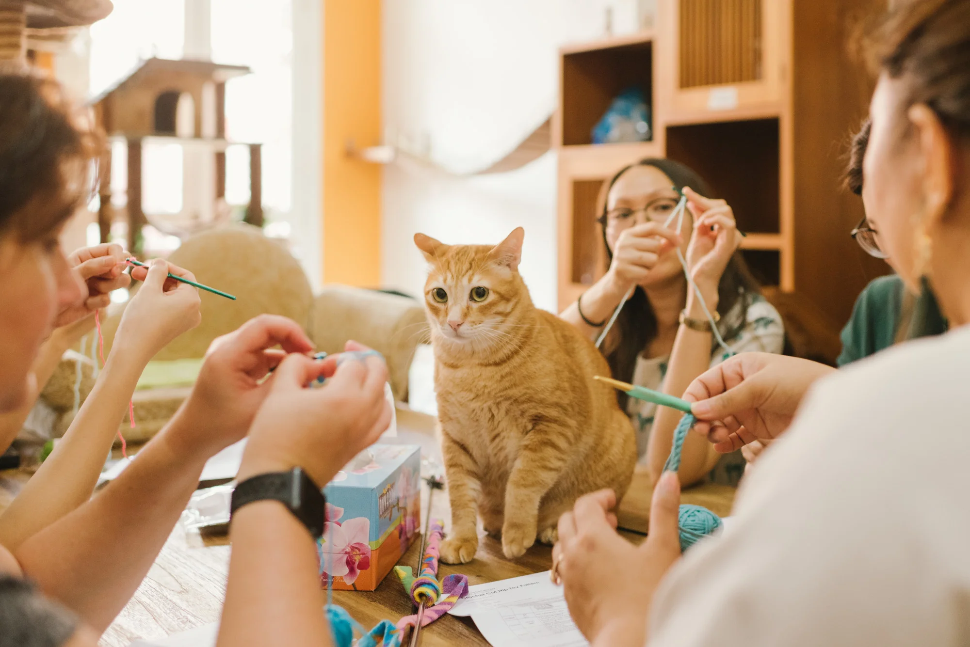 FUND RAISING FOR THE CAT MUSEUM