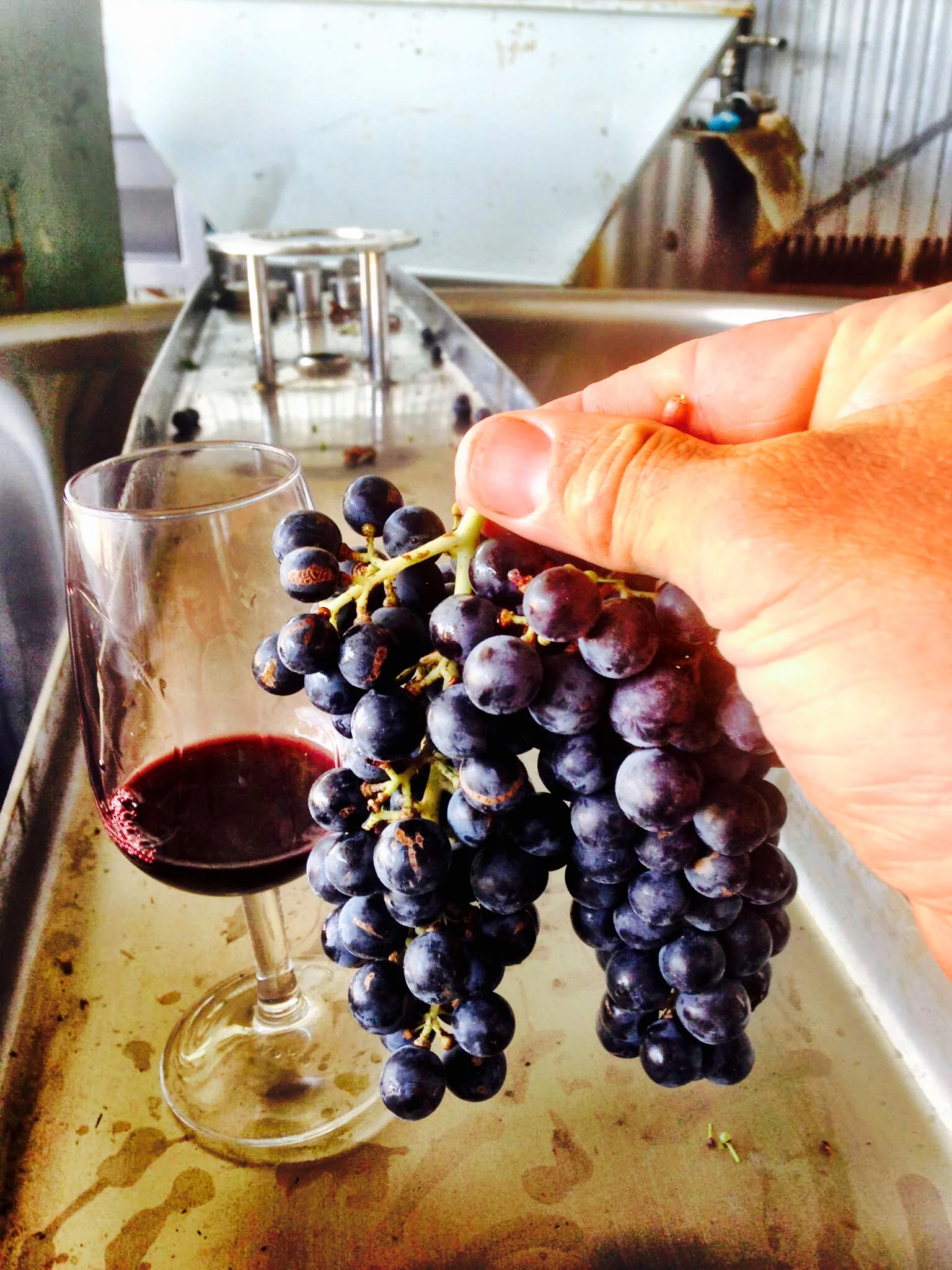 The 2016 Vintage (in the glass) and the 2017 vintage (just after picking)
