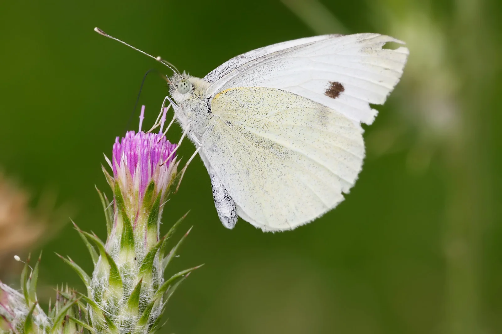 cabbage-white-butterfly.jpg