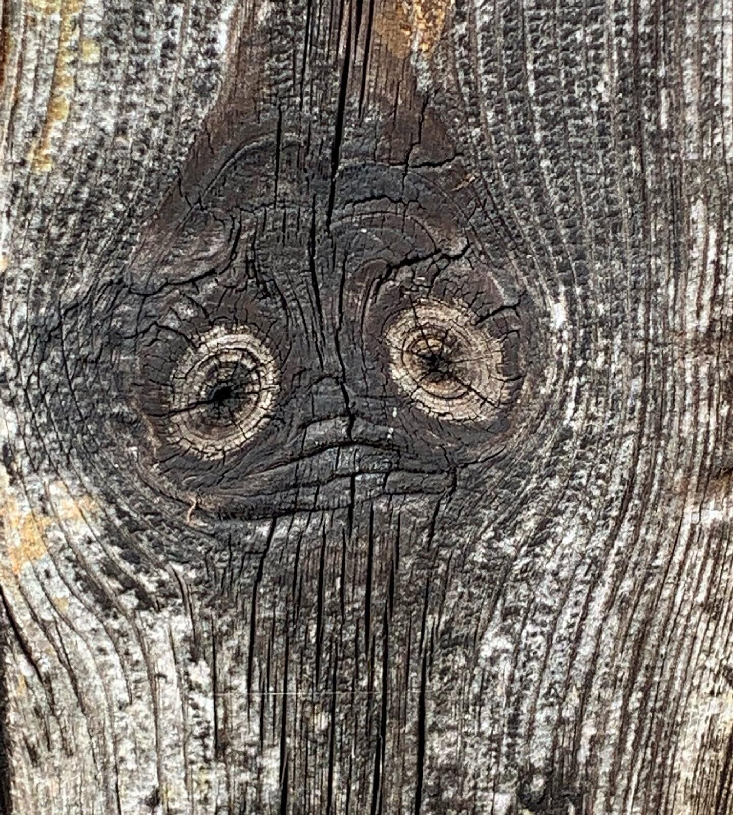 Fascinating patterns on an old wooden door on the farm . I thought  @curtisjackie might like this ! 
#patterns 
#textures 
#nature 
#somerset 
#eyes