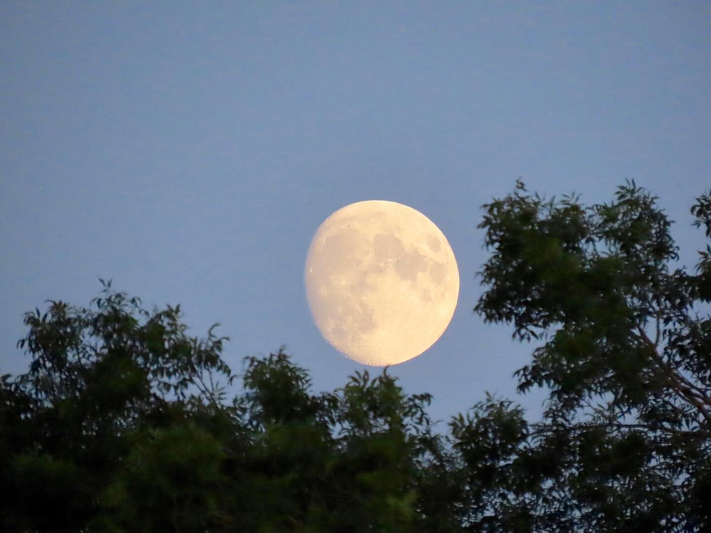 Sitting in the garden enjoying the cool of the evening after another scorching day . Beautiful moon rising above the trees . Full moon on Friday 
#nature 
#moon 
#somerset 
#countrylife 
#heatwave