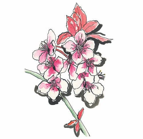 Botanical-Illustration-02.jpg
