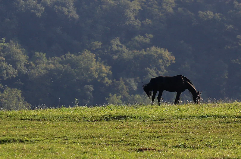 Torent thoroughbred for medium and experienced riders. One of the fastest horses of our stable!