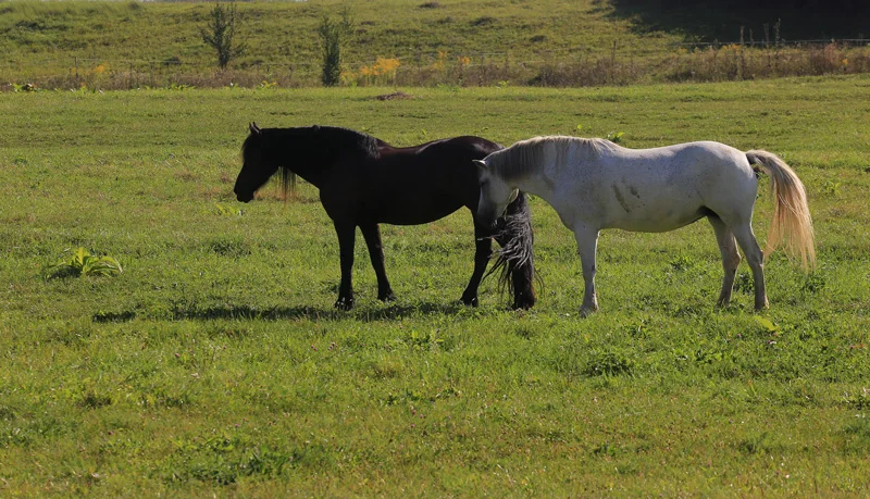 Ilse & Lorana Ilse, the black pearl of Cross Country Farm, suitable for medium riders.