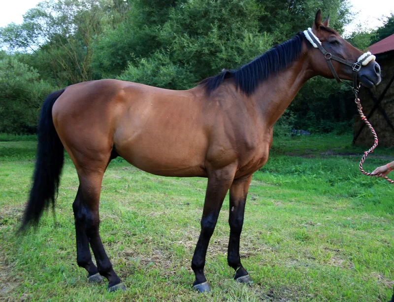 Valentino Young jumper suitable for very experienced riders.