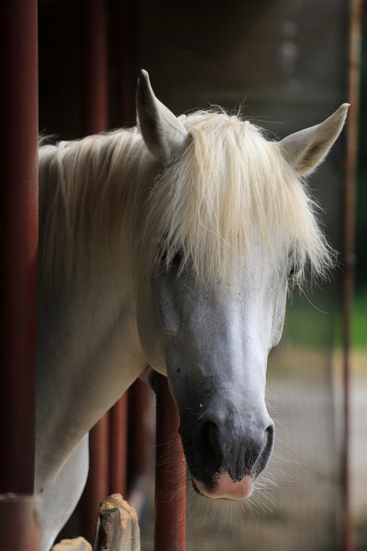 Connie Great pony for kids & teenager of all levels.