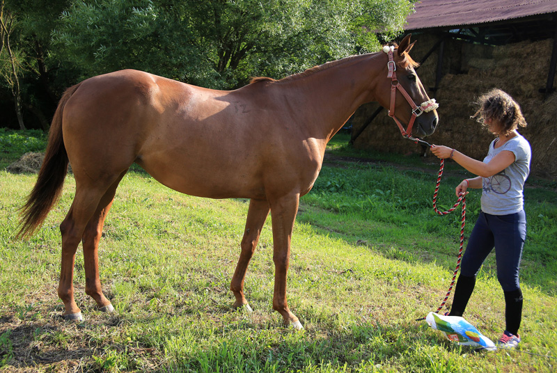 Kitty Fast thoroughbred loves to race.