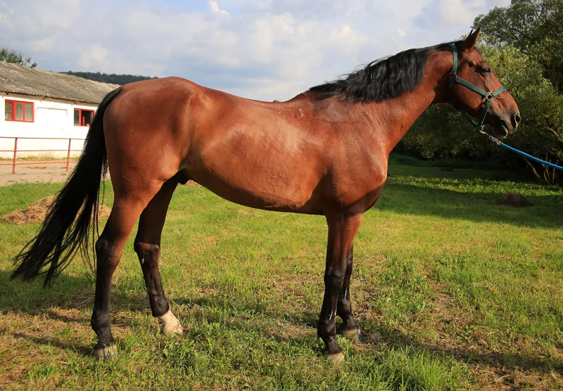 Oskar Romanian sport horse use to compete show jumping.