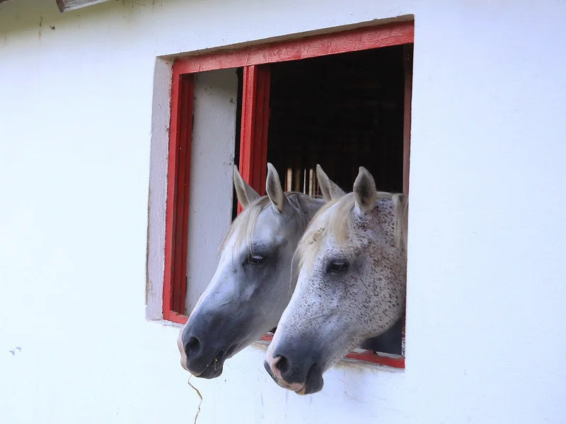 Pistrui & Elzi 2 arabians that are living their happy days at the Farm. Not used for riding.
