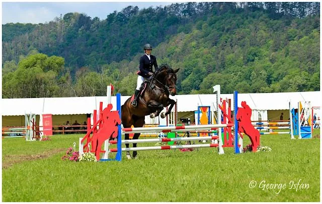 Enya Big, strong sport horse competing show jumping & dressage.
