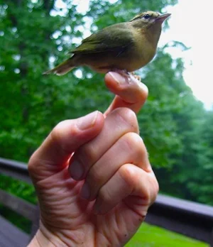 bird-hand©samana.jpg