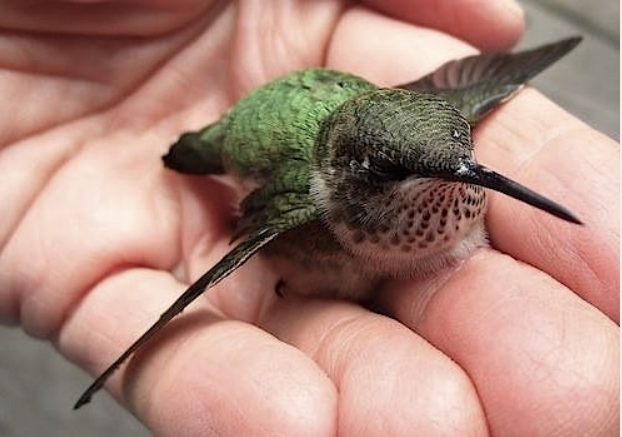 Bird_in_Samanas_hand.png