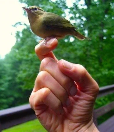 bird_mirrored©samana.jpg