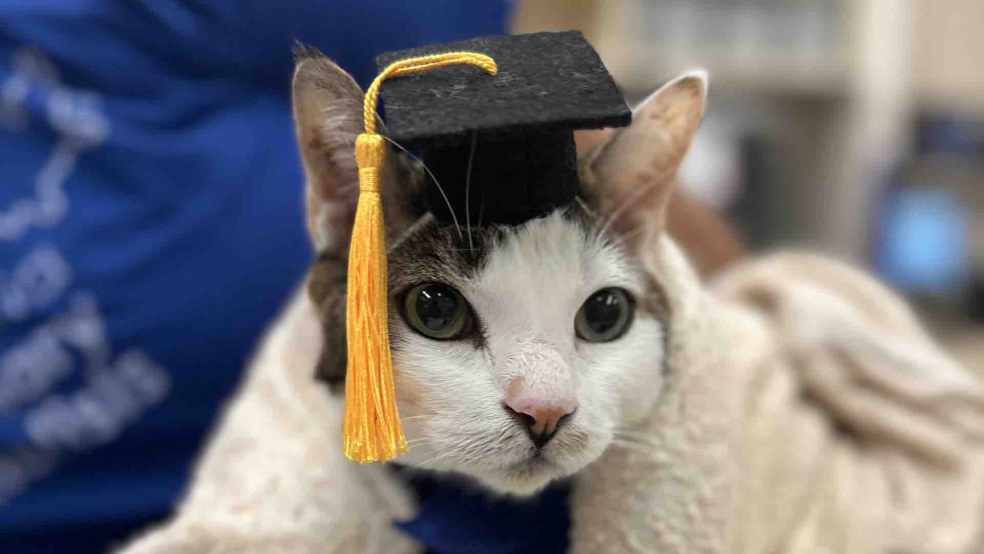 grad.jpg