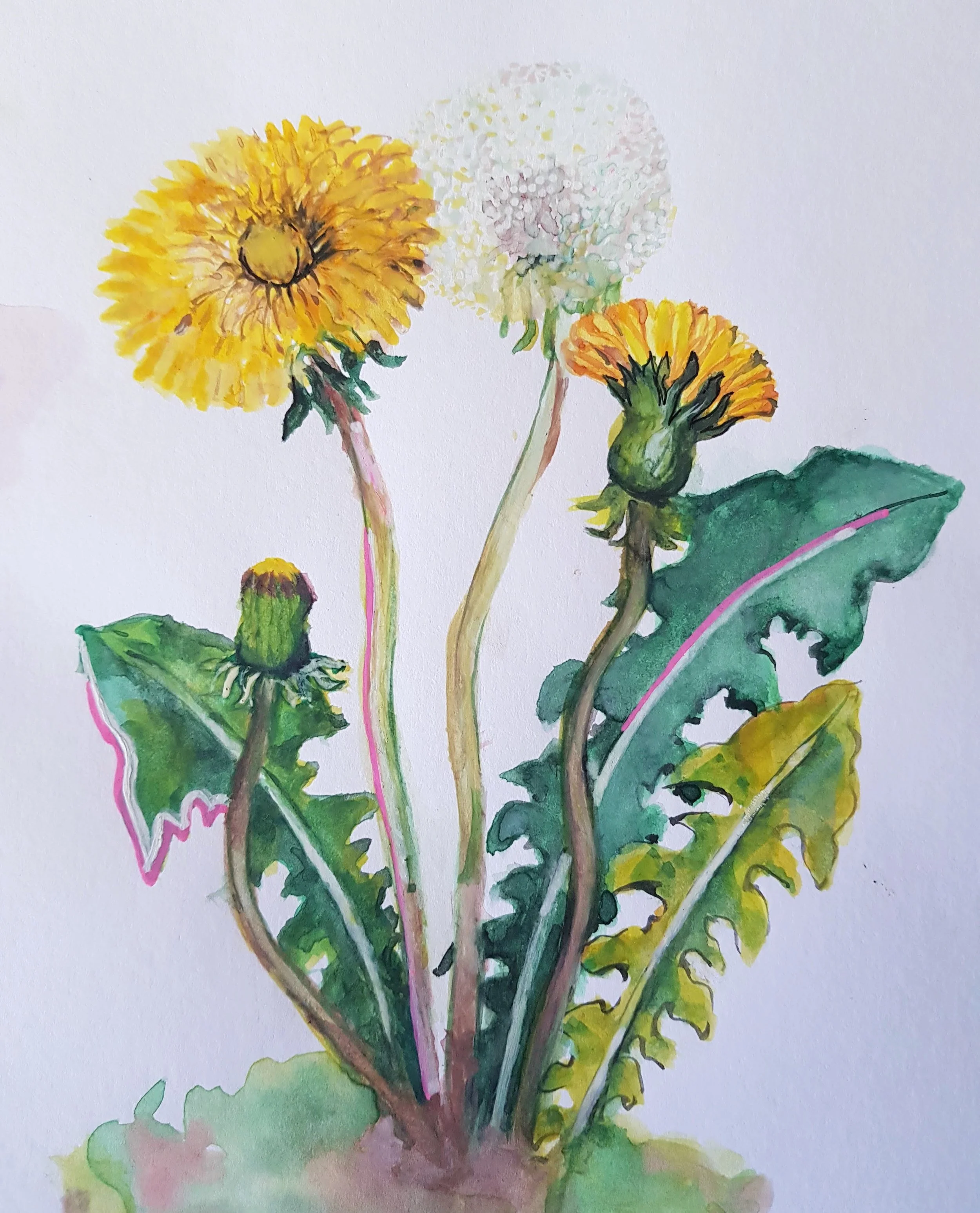 print diente de leon.jpg