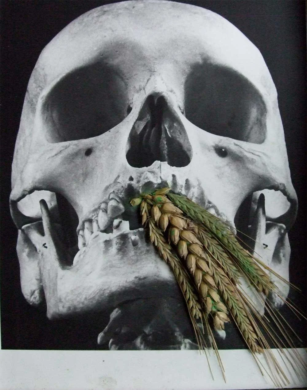 scull corn.jpg