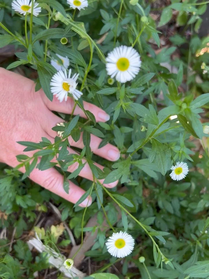 Spring things 🌼

#daisyjewellery #daisyring #daisynecklace #daisylover #madeinaustralia