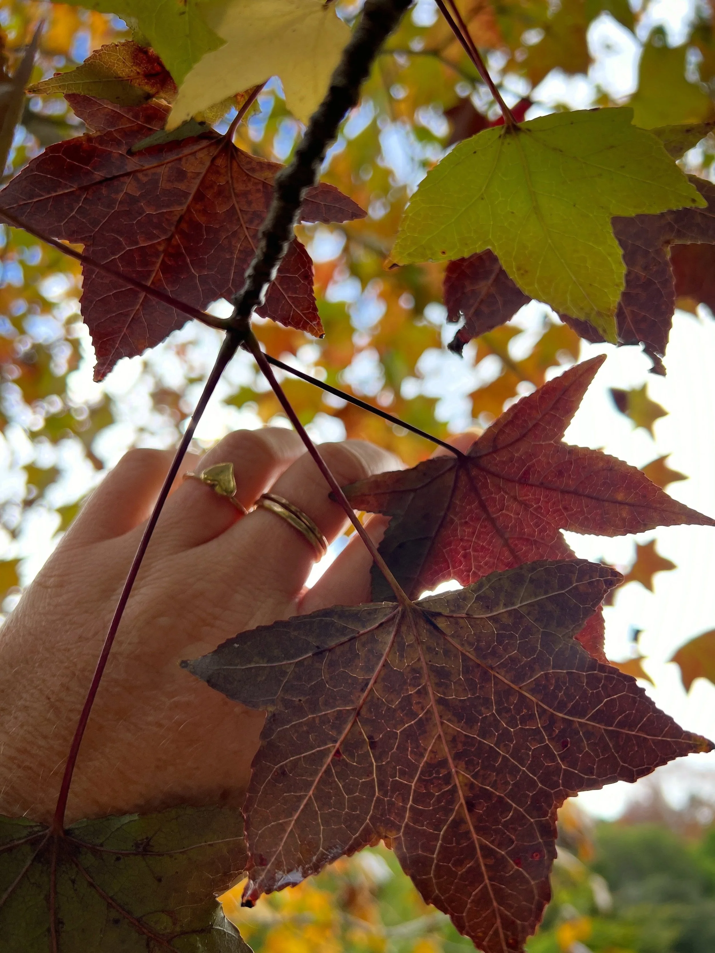 Autumn colour palette 🍁🎨

#autumn #colour #naturelover