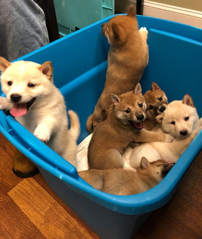 puppies.jpg