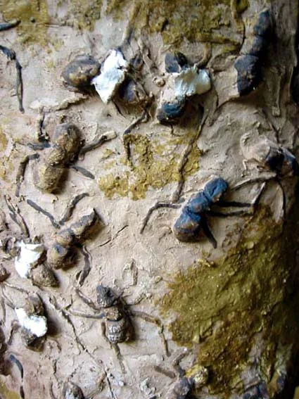 And some other works with ant surface.