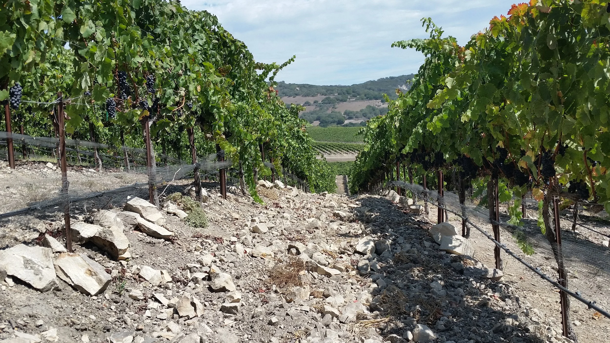 Shale rocks at Spanish Springs Vineyard