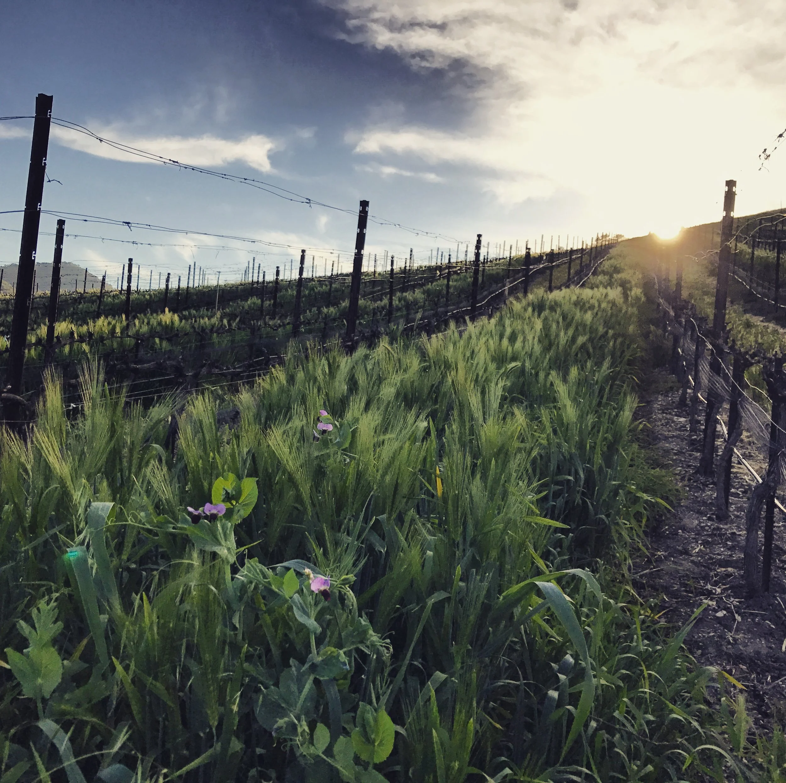 Winter cover crop at Spanish Springs Vineyard