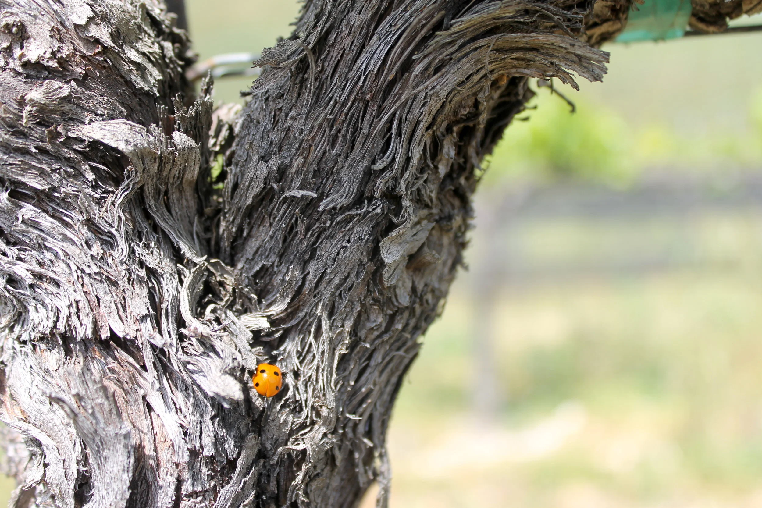 Lady bug in the biodynamic vineyard