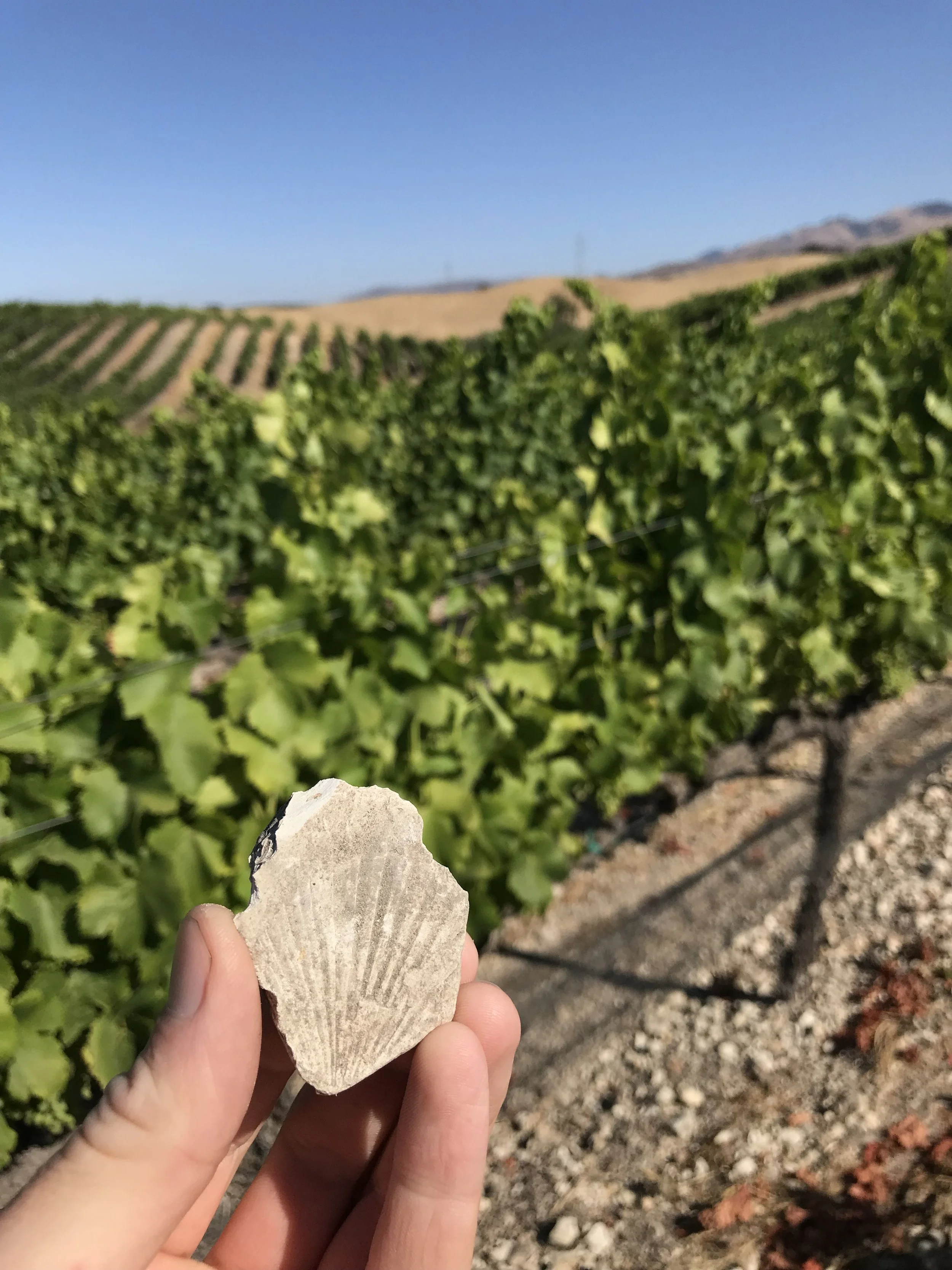 Scallop fossil at Slide Hill
