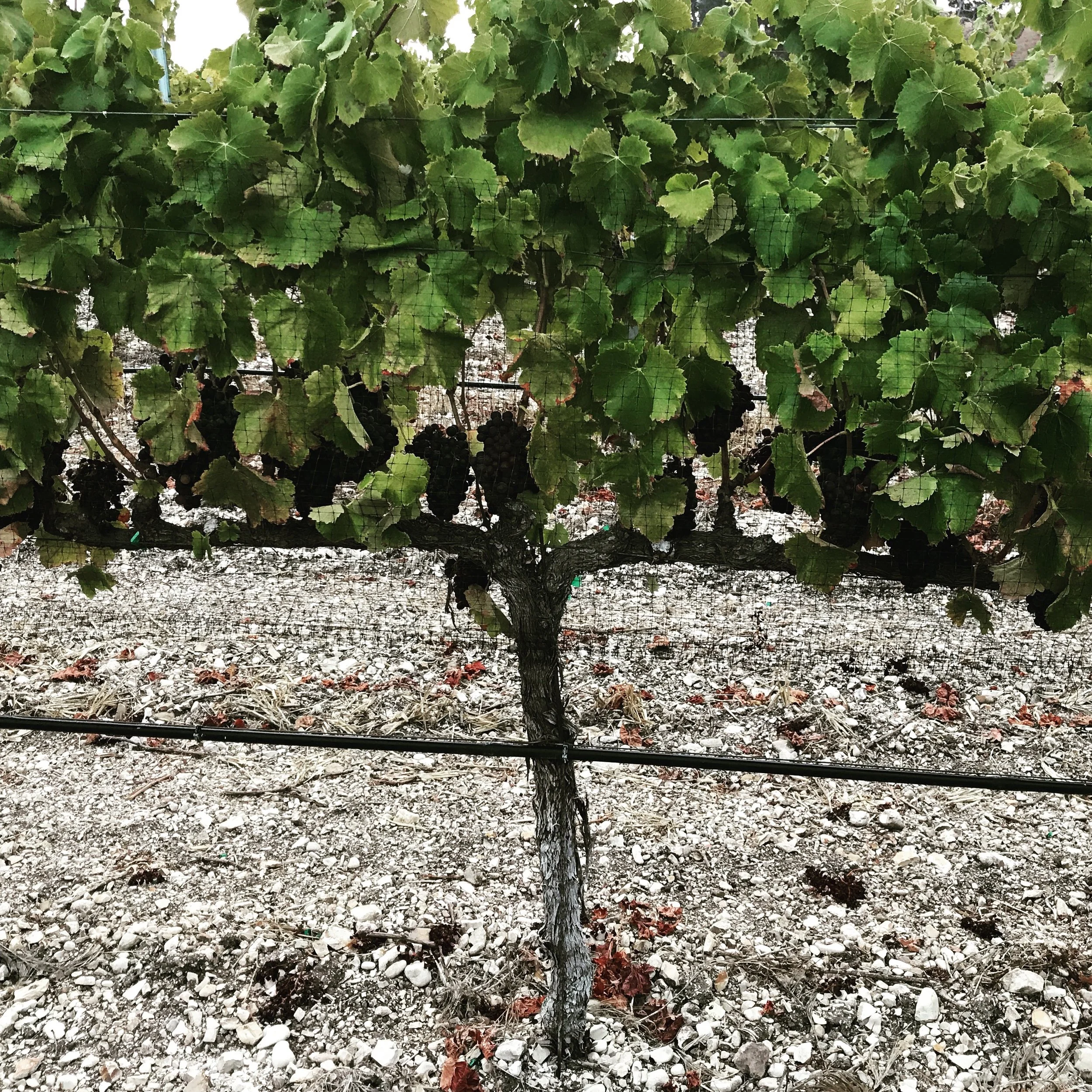 Ripe grape clusters at Slide hill