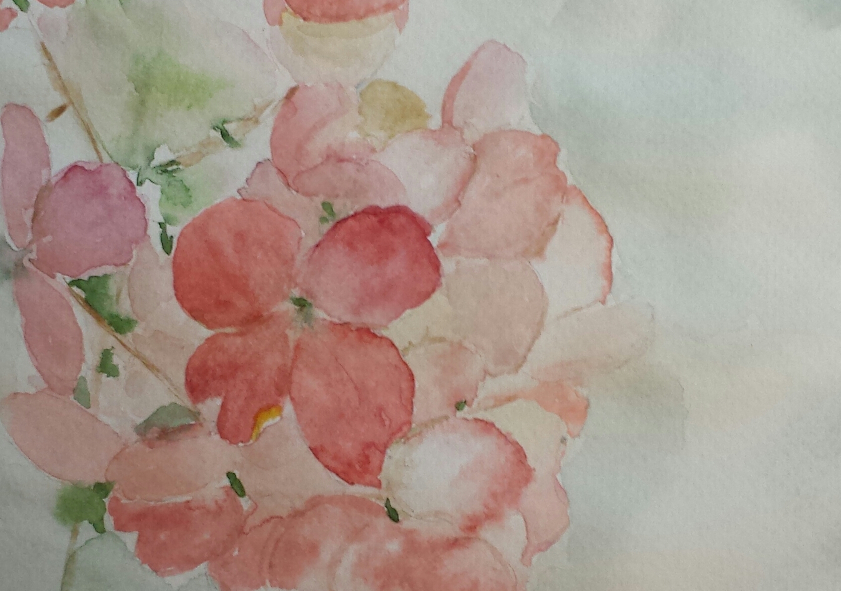 Hydrangea, 2016, watercolor.