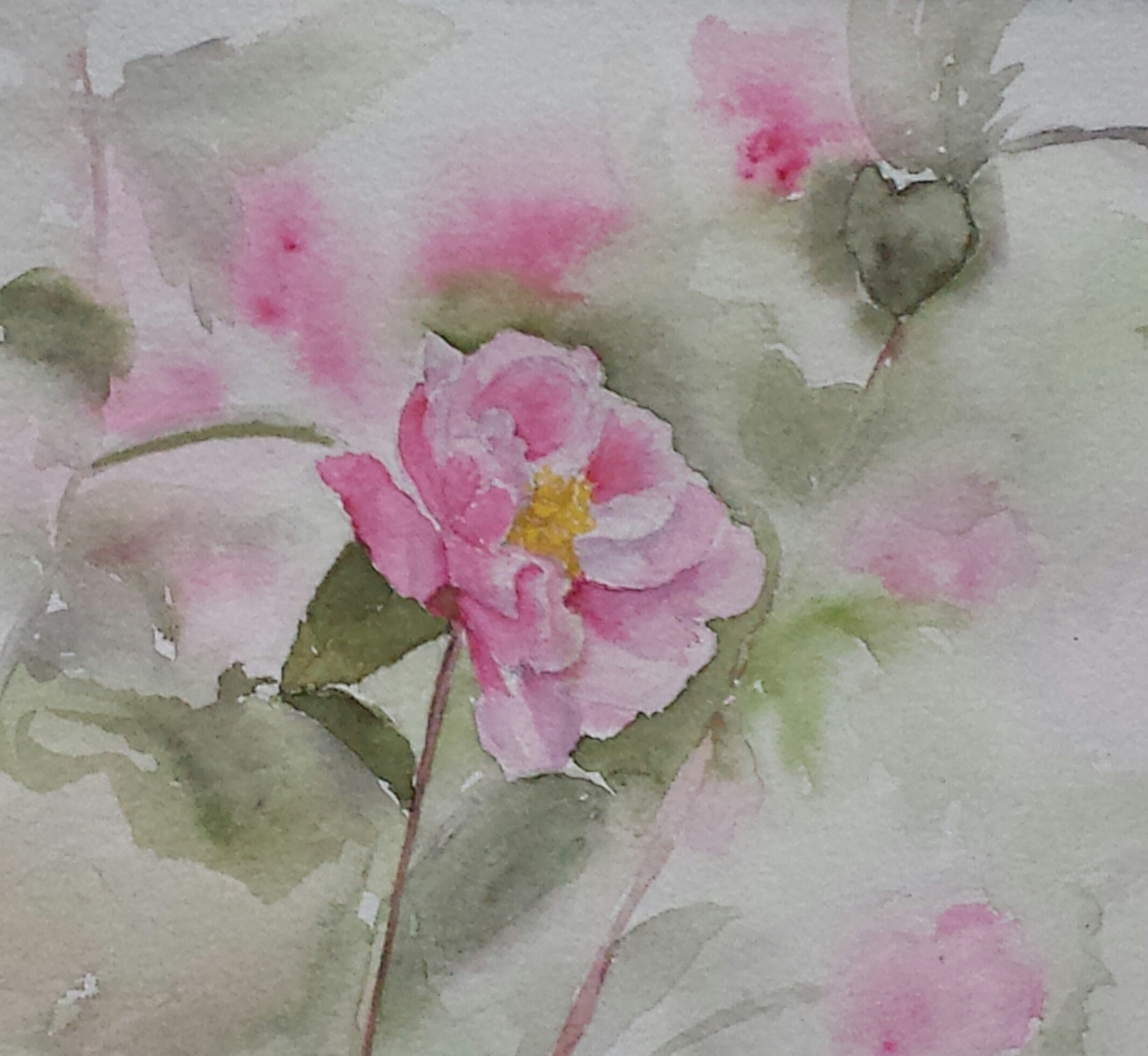 Rose, 2016, watercolor.