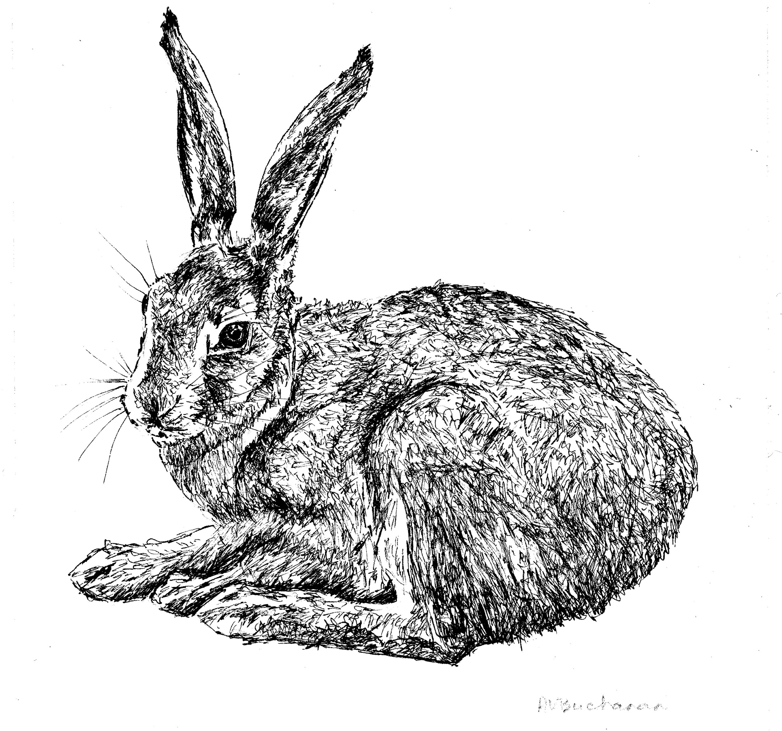 Rabbit, pen and ink, 2016