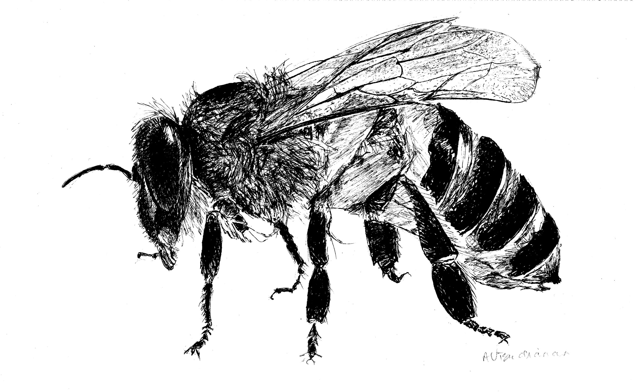 Honeybee, pen and ink, 2016