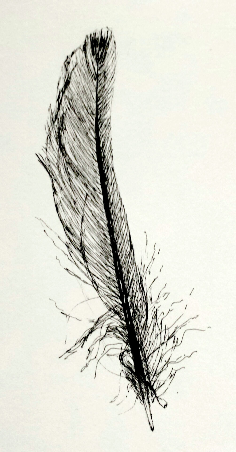 Feather, pen and ink, 2016