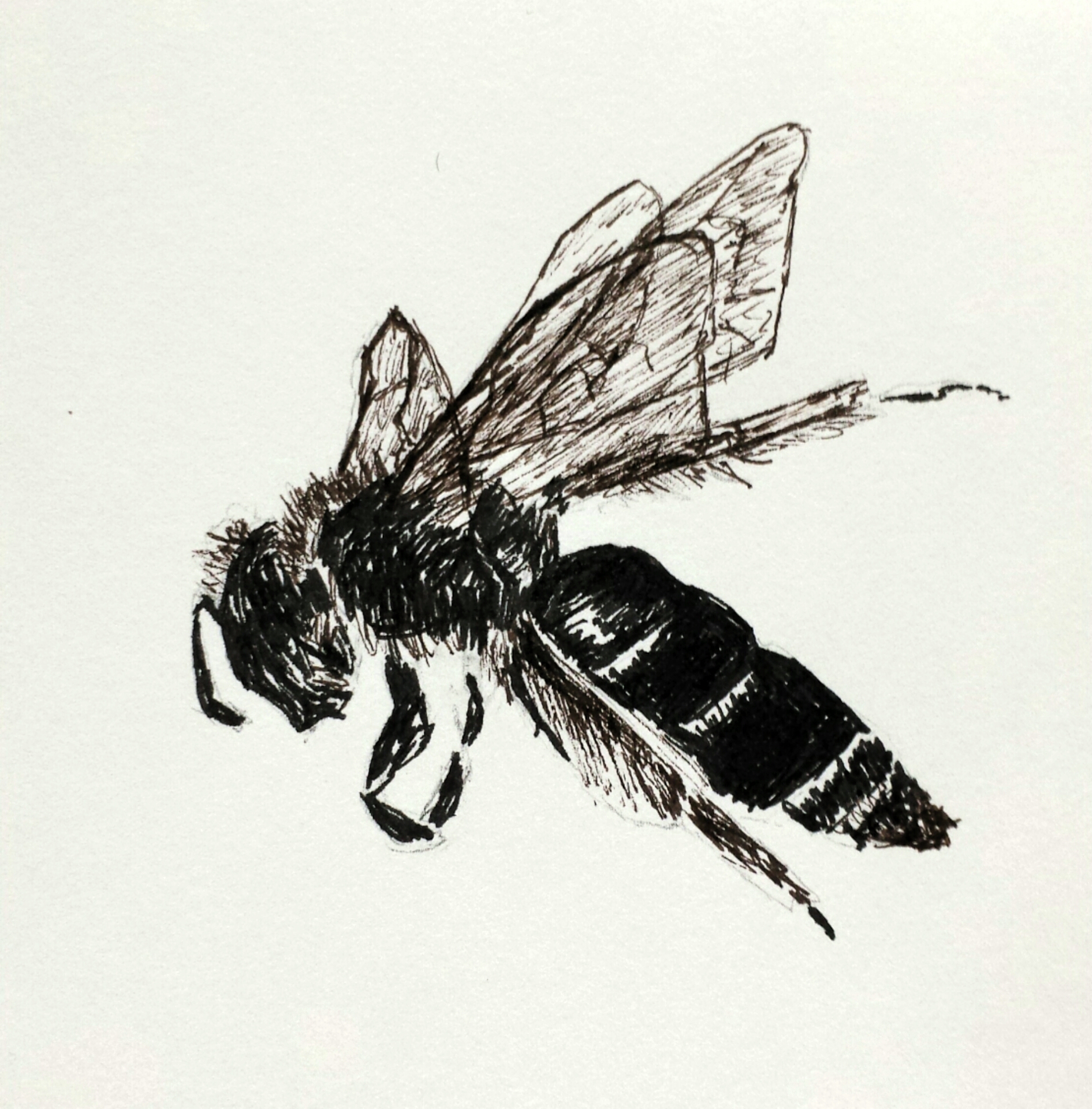 Wasp, pen and ink, 2016