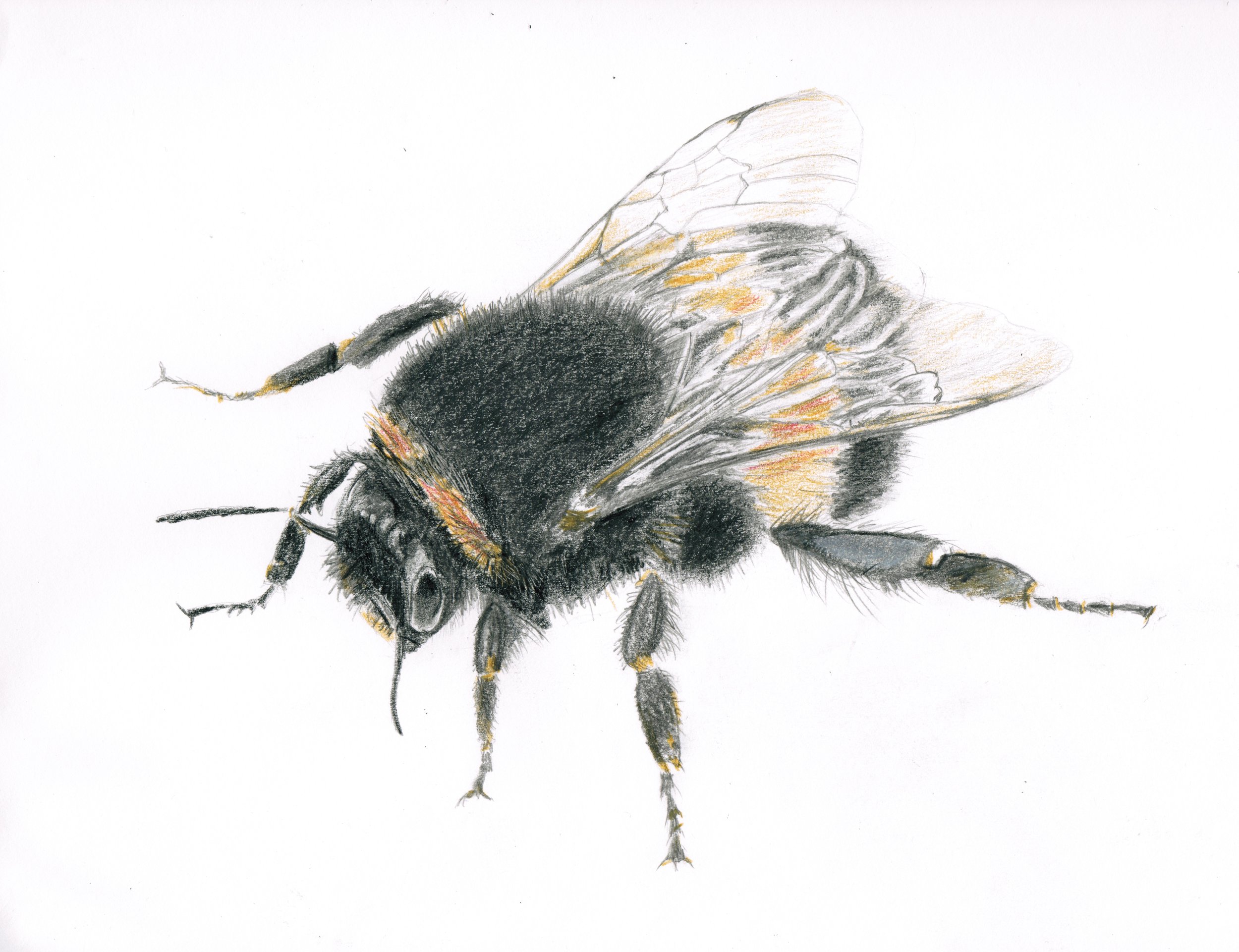 Honeybee, graphite and colored pencil, 2016