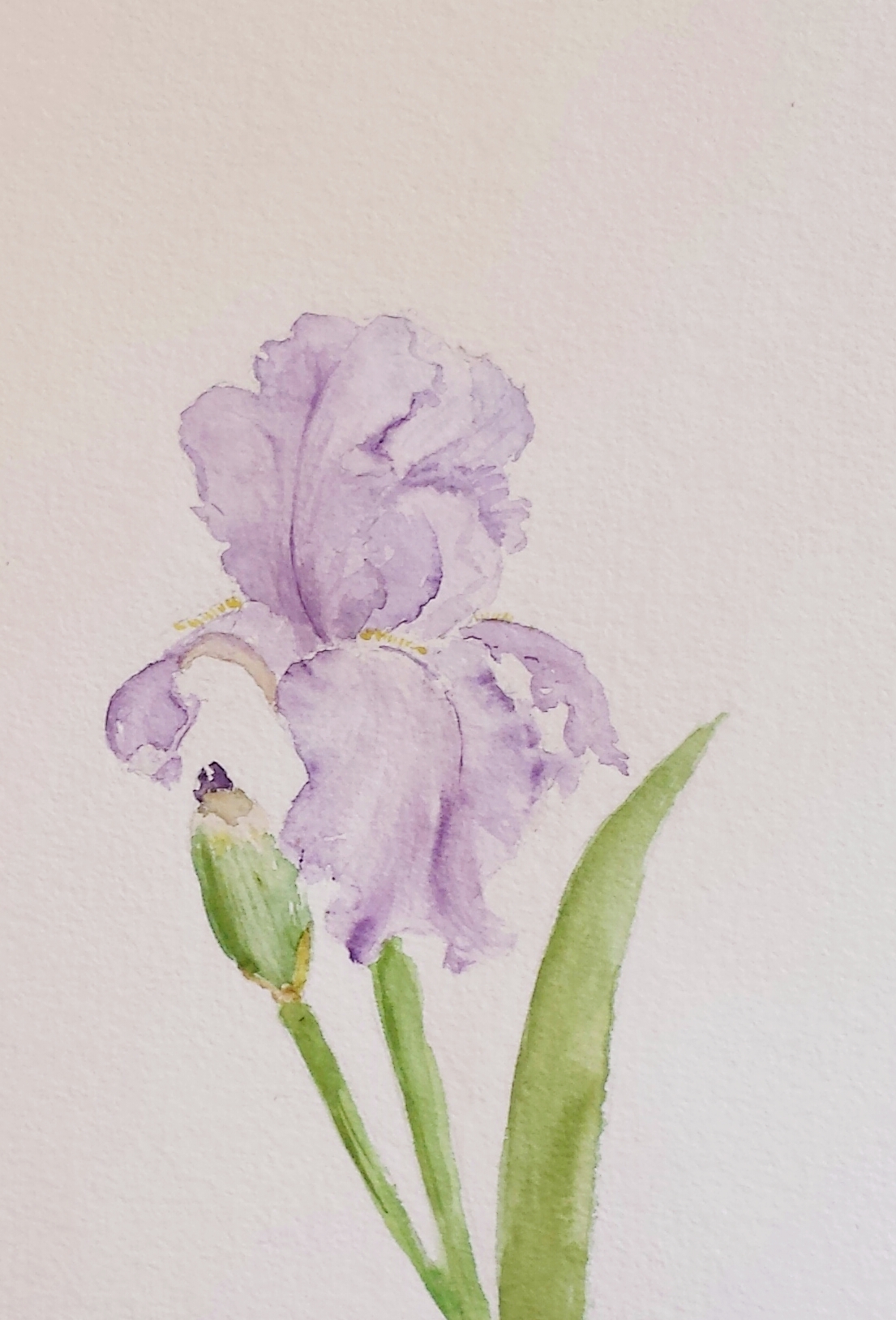 Iris, 2016, watercolor.