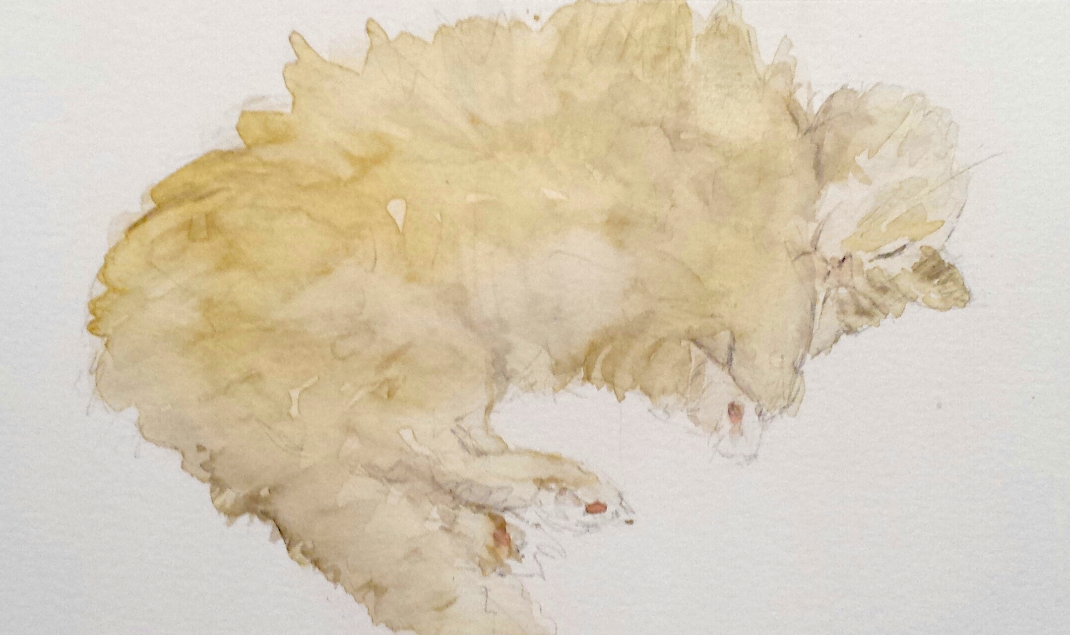 Sleeping cat, watercolor, 2016; SOLD