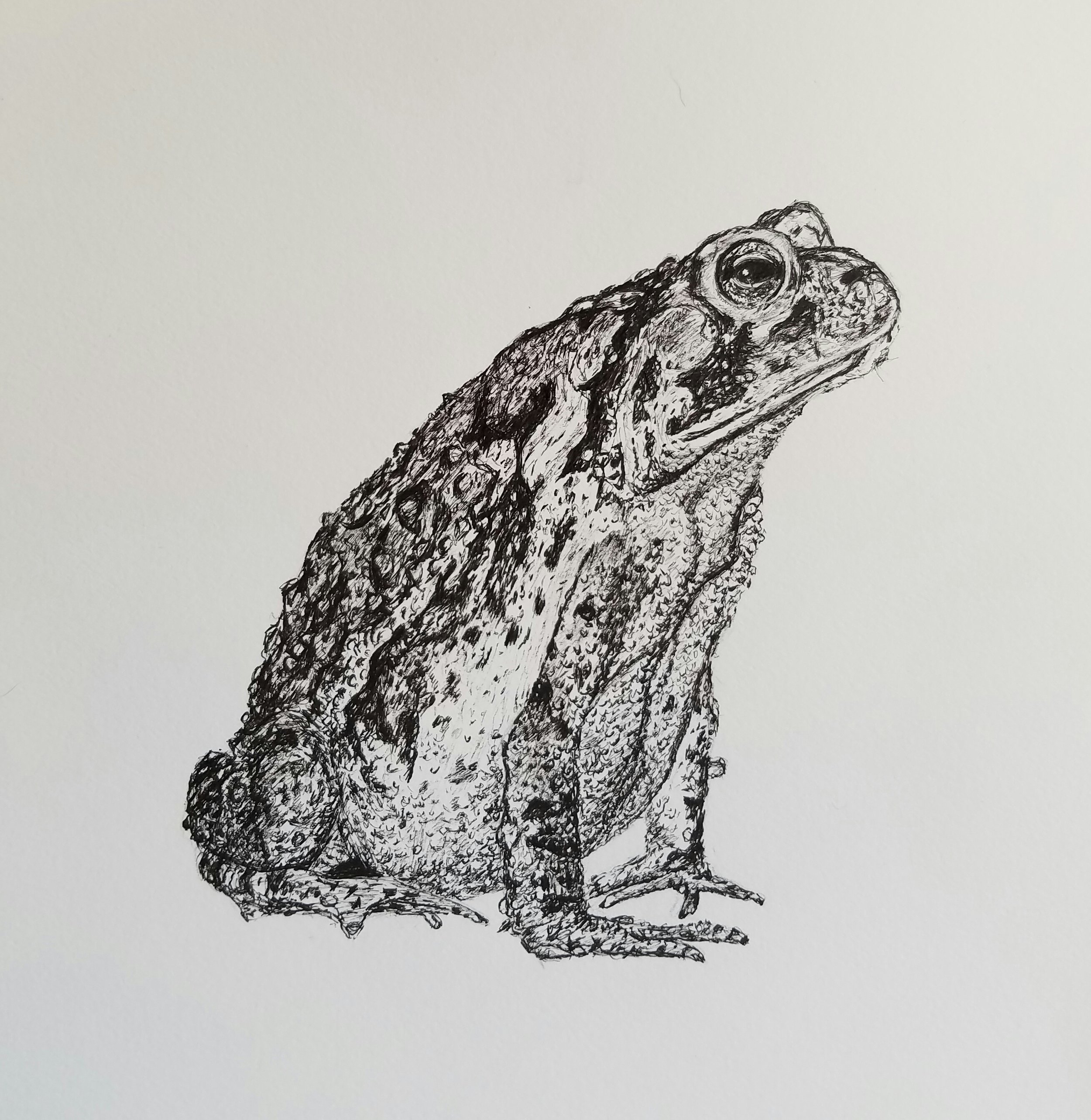 American toad, pen and ink, 7"x 7", 2017