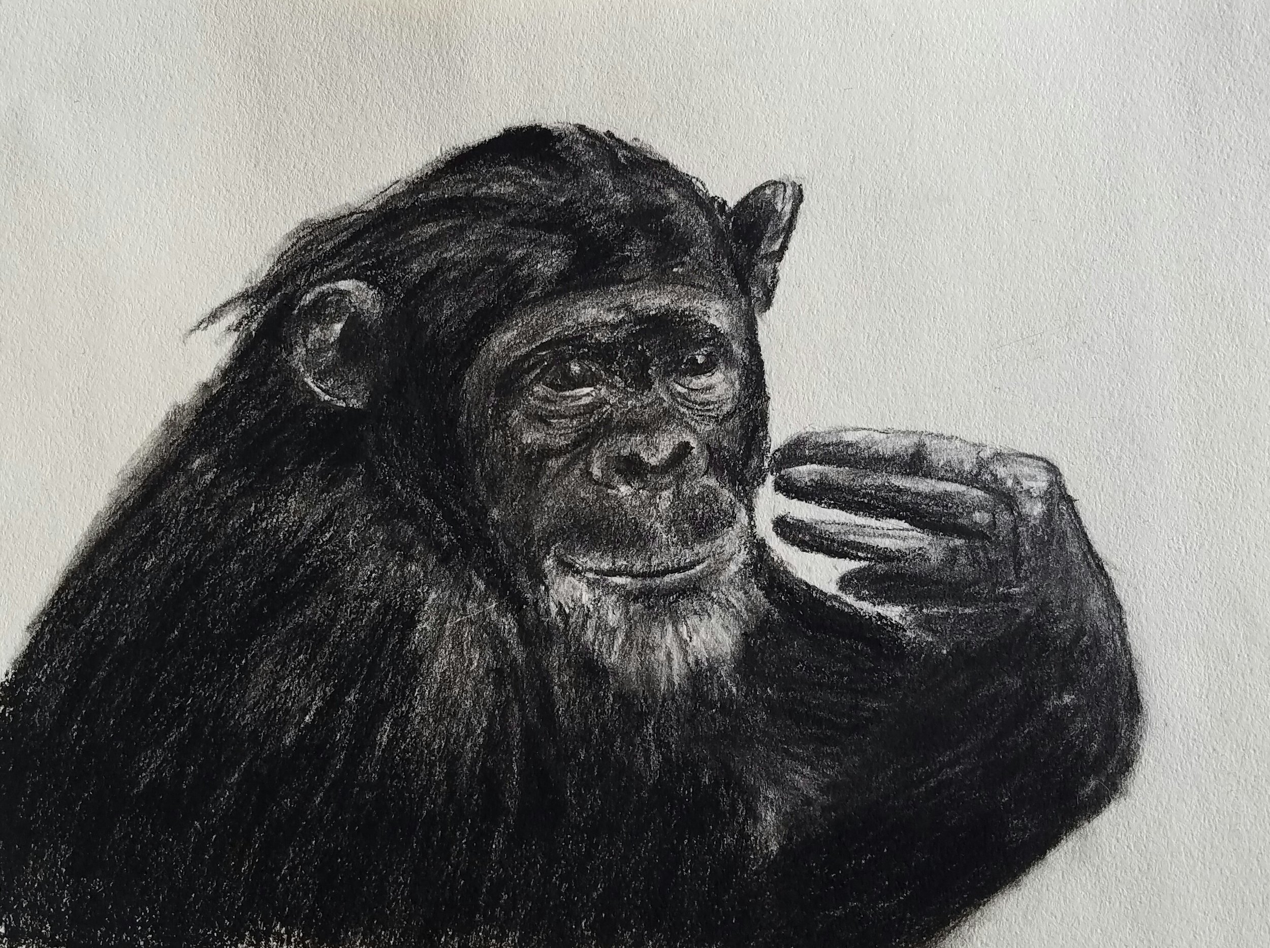 Chimpanzee, charcoal, 2017