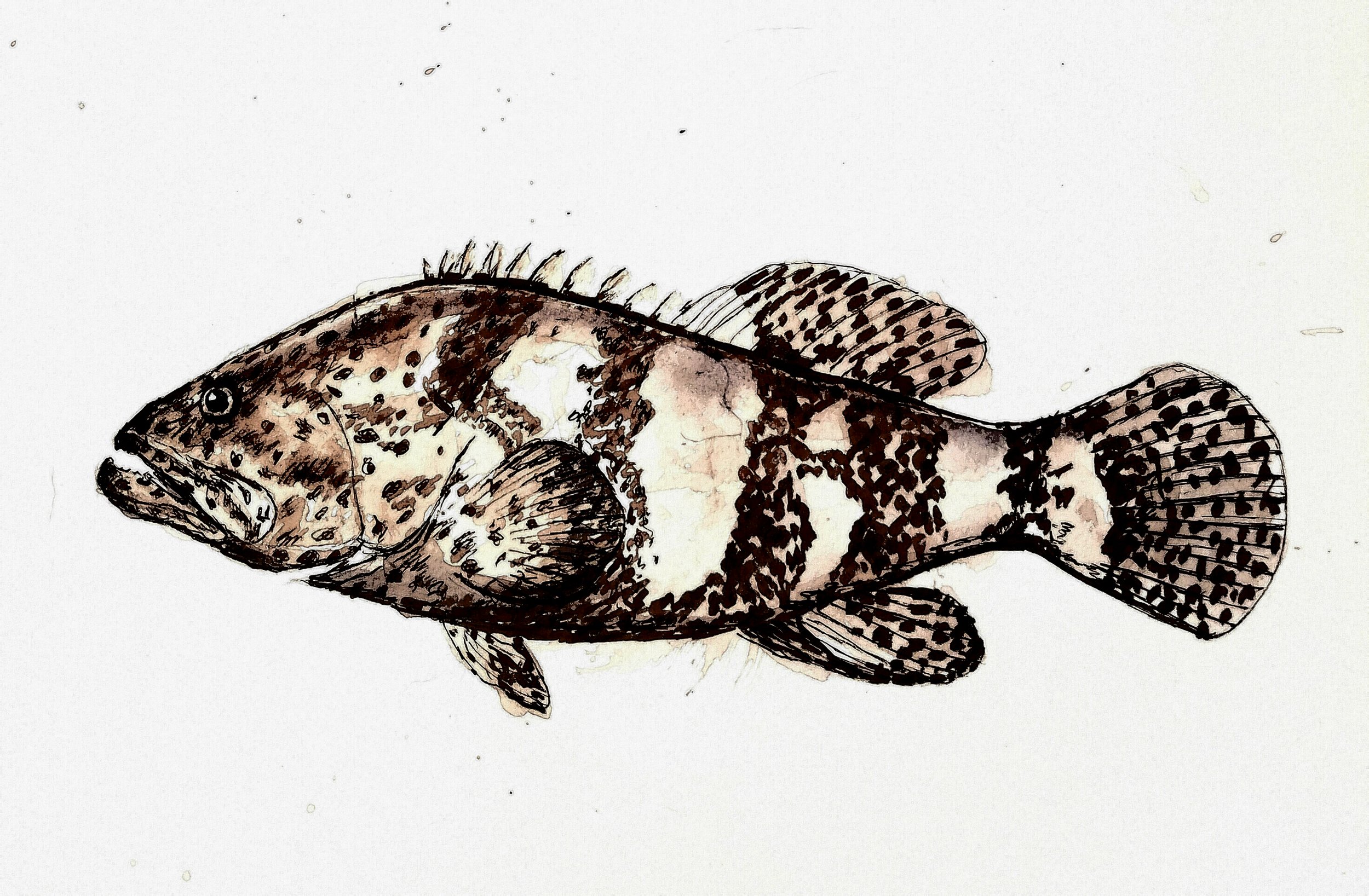Grouper, pen and black walnut ink, 2017