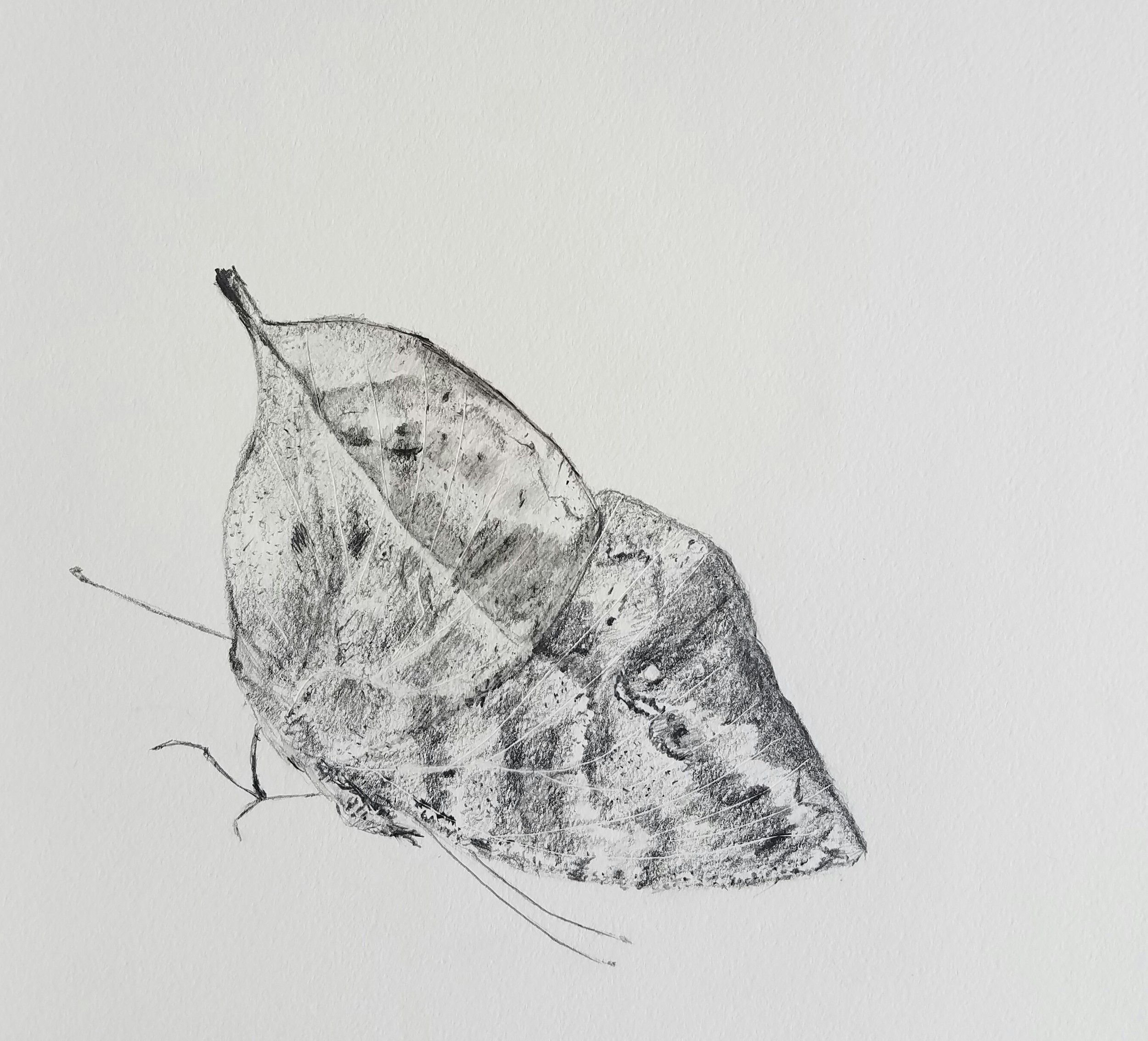 Indian Leaf Butterfly, graphite, 2017