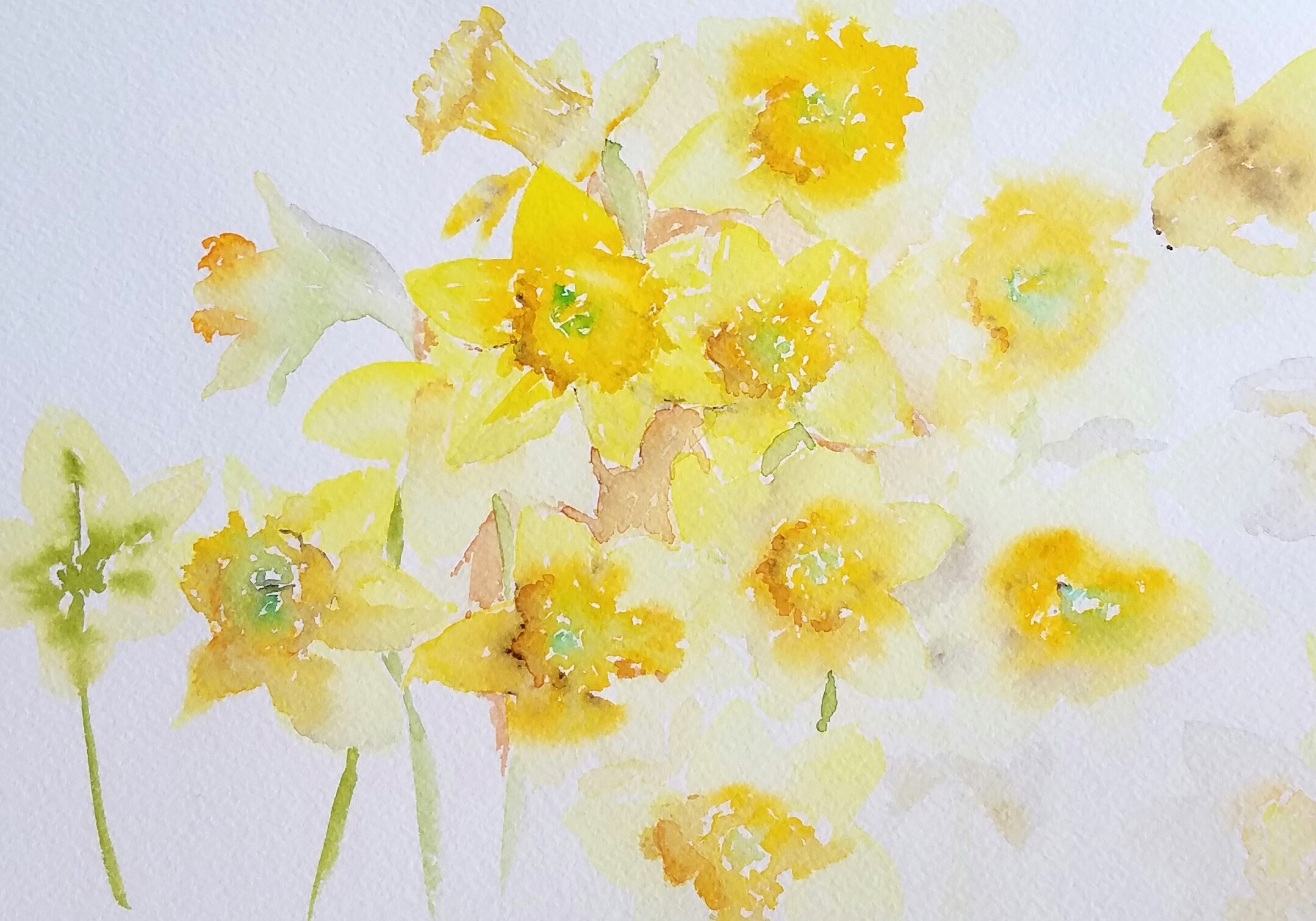 Daffodils; watercolor; 2017